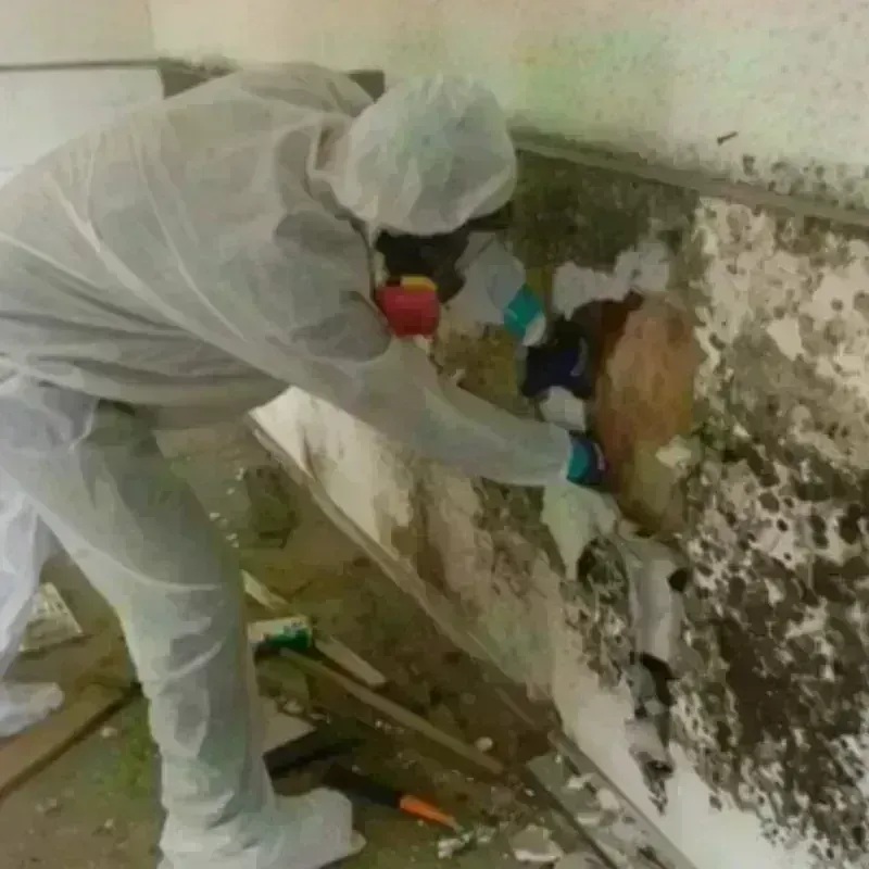 Mold Remediation and Removal in Bryan, OH